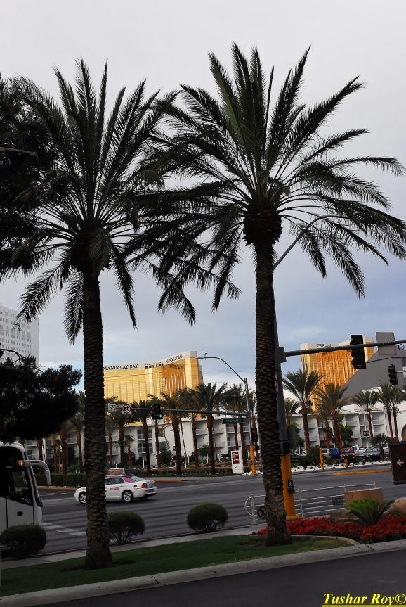 Las_Vegas.0515.jpg