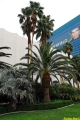 Las_Vegas.0518